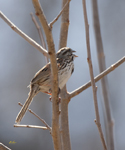 Savannah Sparrow 1835